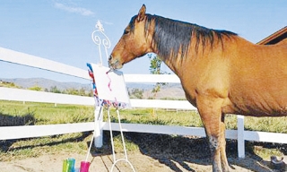 Những chú ngựa kỳ lạ